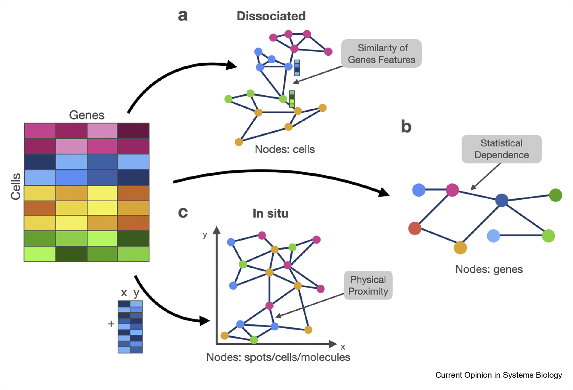 graph representation learning for single cell biology